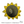Bare Metal - Sunflower